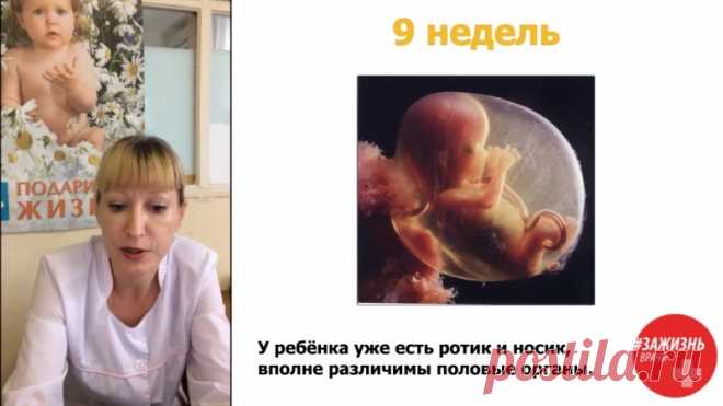 Камнева Ирина Алексеевна, Врач акушер-гинеколог, 
г. Приморско-Ахтарск
СДЕЛАЙТЕ ВСЁ, ЧТОБЫ ОСТАНОВИТЬ УЗАКОНЕННОЕ ДЕТОУБИЙСТВО!

Этапы внутриутробного развития ребёнка в медицине условно разделяются на два этапа: 
1. Эмбриональный период: продолжается с момента зачатия до 8 недель. В этот период закладываются и формируются все основные системы и органы организма ребенка.
2. Плодный период: продолжается рост и развитие систем и органов ребенка.