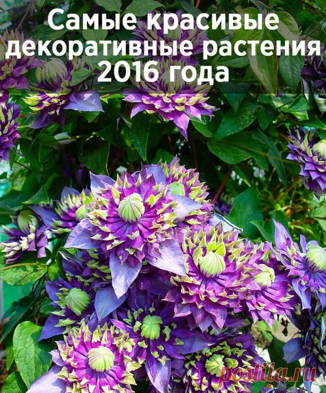Названы самые красивые декоративные растения 2016 года
