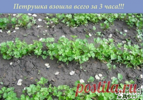 Умный дом. Полезные советы! Петрушка взошла за 3 часа