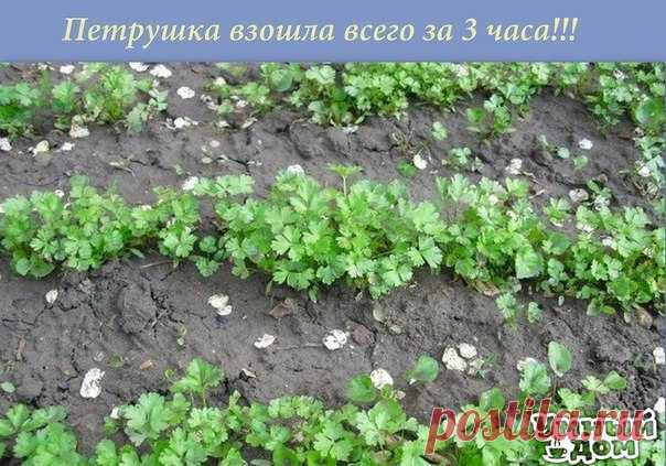 Умный дом. Полезные советы! Петрушка взошла за 3 часа