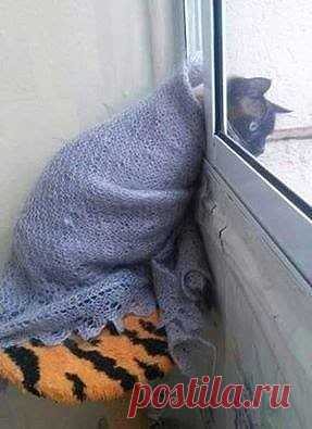 бабушкин  кот !!!)))