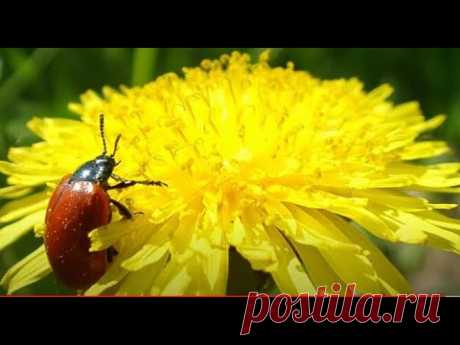 ВСЕ ПРОСТО ХОРОШО!#СТИХИДРУГУ#ОПТИМИСТИЧЕСКИЕСТИХИ#ХОРОШОПРОСТОСМОТРЕТЬХОРОШО# - YouTube