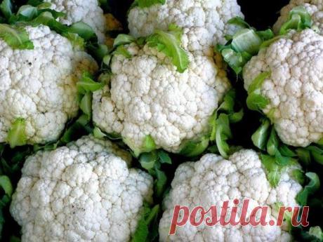 СОВЕТЫ САДОВОДОВ