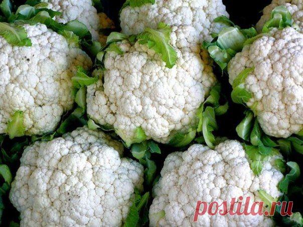 СОВЕТЫ САДОВОДОВ