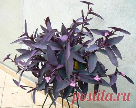 Сеткреазия пурпурная