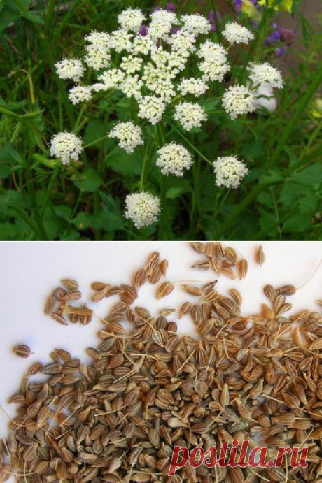 Анис обыкновенный - Полезные свойства и применение в народной медицине | Книга Здоровья