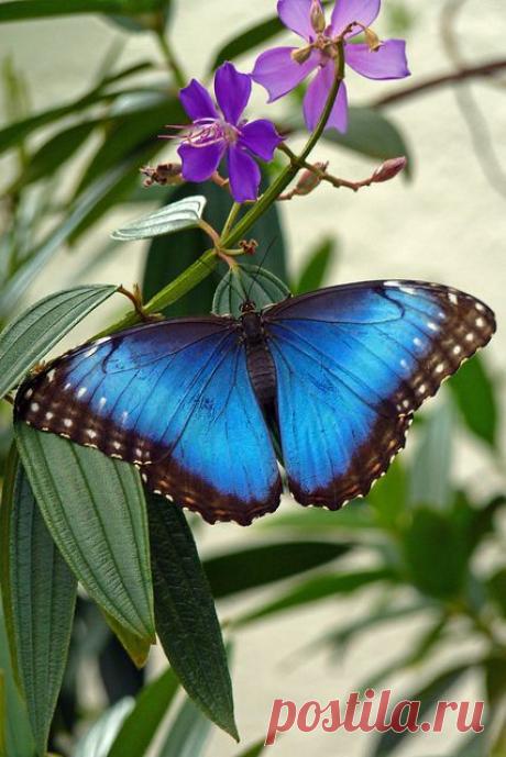 Peleides Blue Morpho Butterfly