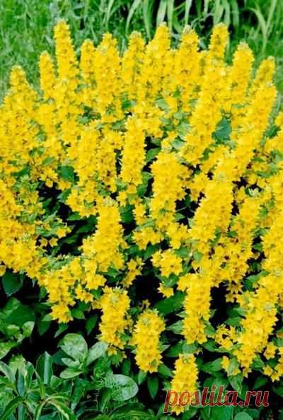 высокие желтые цветы многолетники: 9 тыс изображений найдено в Яндекс.Картинках