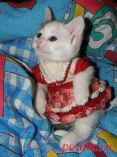 животные