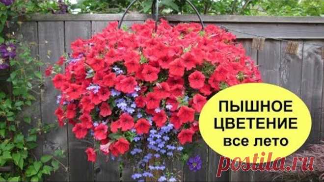 УНИВЕРСАЛЬНЫЙ РЕЦЕПТ пышного ЦВЕТЕНИЯ петуний