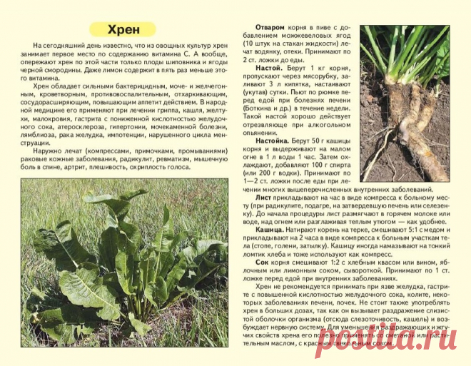 Хрен