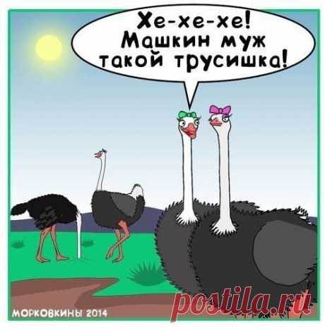 Фотографии на стене сообщества | 32 768 фотографий | ВКонтакте