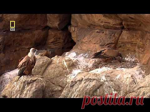 Дикая природа России 4 из 6 Кавказские горы | ДОСТОЙНАЯ ЖИЗНЬ НА ПЕНСИИ