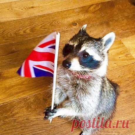 Самый крутой енот в мире Мелани – нереально талантливый енот, который умеет хлопать в ладоши, танцевать, мыть пол, играть на барабанах и даже ездить на двухколёсном велосипеде! 4-летний енот, который живет в графстве Кент, по развитию может сравниться с маленьким ребёнком и возможно он является самым умным и...