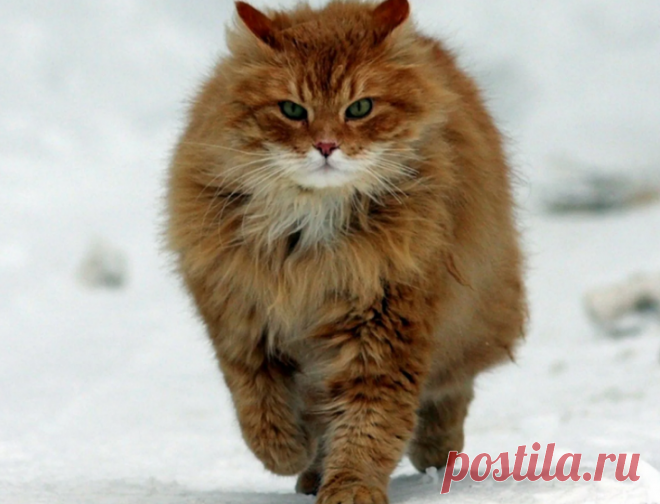 Рыжий кот решил в одиночку драться против бродящих псов, пока котята не заберутся на дерево | Тайган | Дзен
