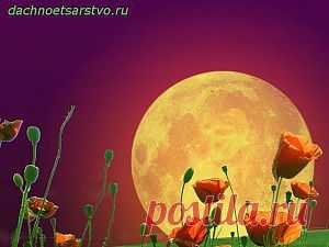 Влияние луны на растения