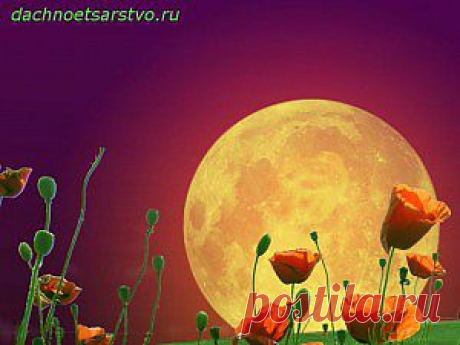 Влияние луны на растения