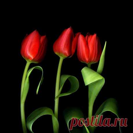 КРАСОТА НА ЧЕРНОМ БАРХОТЕ.
