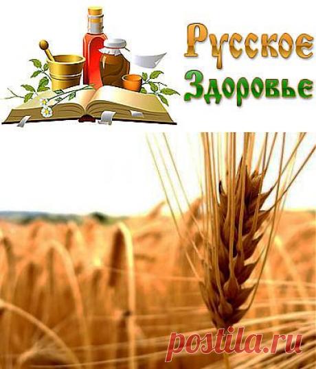 Рожь - исконно русский злак