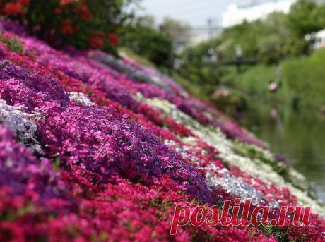 Цветение флоксов в японском парке Хицужияма.