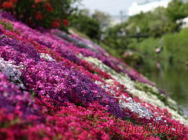 Цветение флоксов в японском парке Хицужияма.