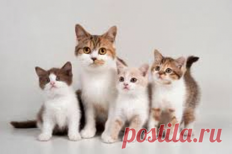 CATS - Google Search