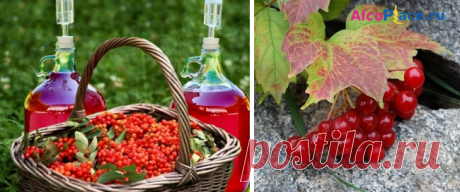 🍷 Вино из калины в домашних условиях 🍷 – основные рецепты приготовления