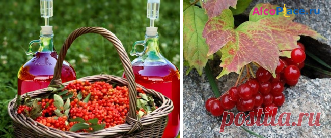 🍷 Вино из калины в домашних условиях 🍷 – основные рецепты приготовления