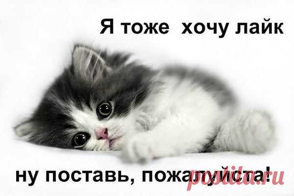 Кисонька