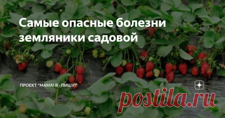 Самые опасные болезни земляники садовой Земляника, как и многие садовые ягоды, подвержена ряду заболеваний. Наиболее опасное из них – это поражение кустов клещом. Чаще всего это происходит уже после сбора урожая ягод. Если это произошло, то листья нужно полностью скосить и сжечь, чтобы полностью уничтожить рассадник инфекции. Все земляничные посадки нужно обработать акарицидами, с интервалом опрыскивания 5-7 дней. Если с такой плантации есть намерения взять усы, то перед п...