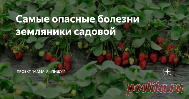 Самые опасные болезни земляники садовой Земляника, как и многие садовые ягоды, подвержена ряду заболеваний. Наиболее опасное из них – это поражение кустов клещом. Чаще всего это происходит уже после сбора урожая ягод. Если это произошло, то листья нужно полностью скосить и сжечь, чтобы полностью уничтожить рассадник инфекции. Все земляничные посадки нужно обработать акарицидами, с интервалом опрыскивания 5-7 дней. Если с такой плантации есть намерения взять усы, то перед п...