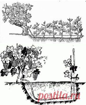 Размножение винограда Китайская отводка+ВИДЕО | ВИНОГРАДНИК.by