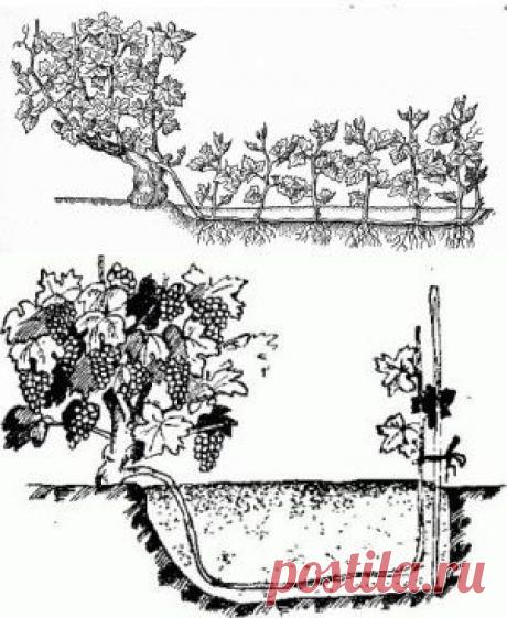 Размножение винограда Китайская отводка+ВИДЕО | ВИНОГРАДНИК.by