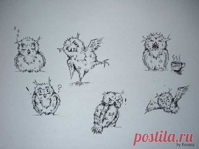 Roy Mangersnes - Photos of The Owl Pages