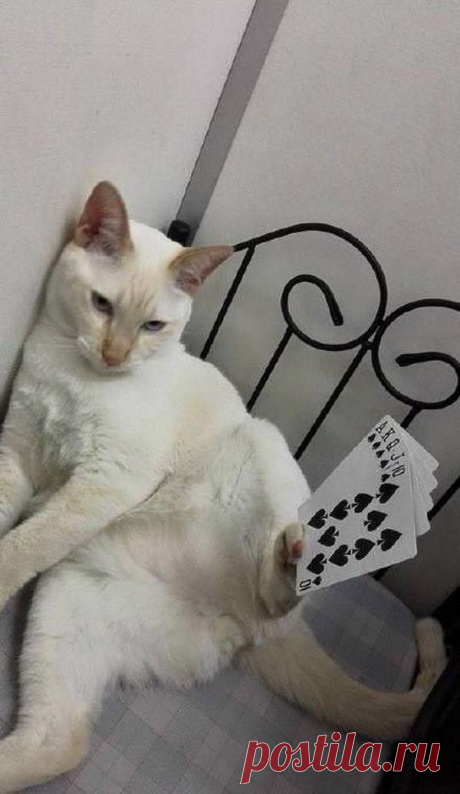 Невозмутимый кот / Питомцы