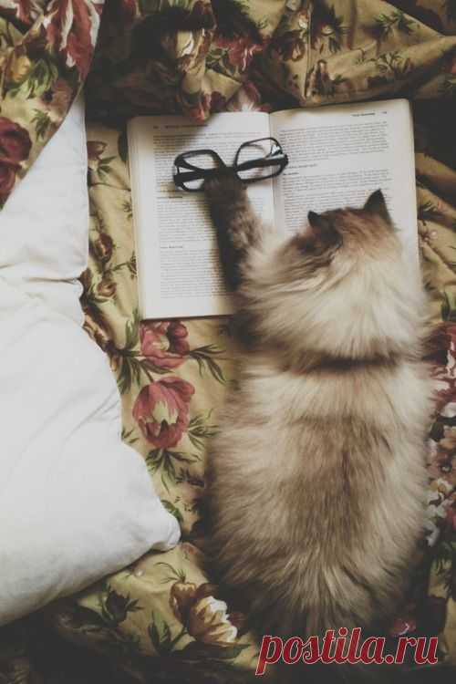 Pin by Valeria Necchio on Pets