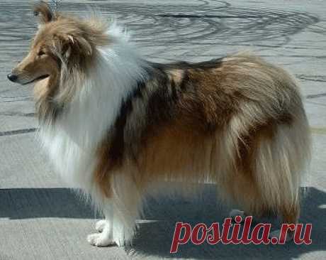 Колли (Collie) - описание породы собаки, фото, стандарт, уход за собакой, щенки и птомники | Animal.ru