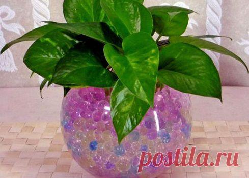 Гидрогель для комнатных растений