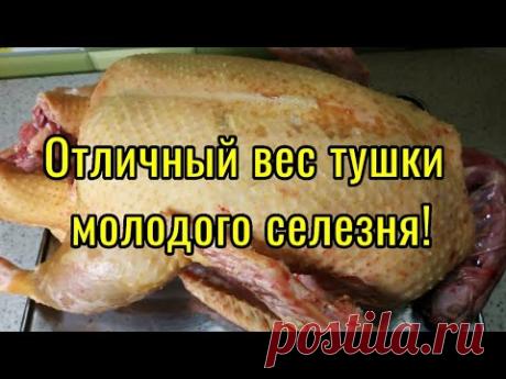 Вес тушки и возраст. Индоутки немецкой тяжёлой линии в нашем хозяйстве. - YouTube