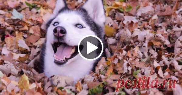 Вот как нужно радоваться осени! – Фитнес для мозга