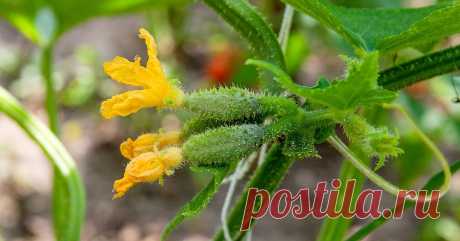 15 лучших сортов и гибридов пучковых огурцов: новинки и проверенные варианты Самые урожайные огурцы с пучковой (букетной) завязью для выращивания в открытом грунте и в теплице.