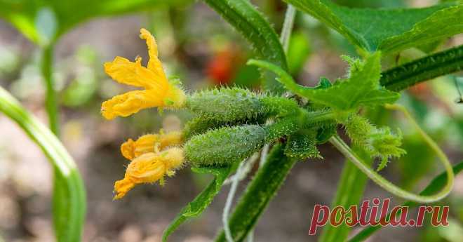 15 лучших сортов и гибридов пучковых огурцов: новинки и проверенные варианты Самые урожайные огурцы с пучковой (букетной) завязью для выращивания в открытом грунте и в теплице.