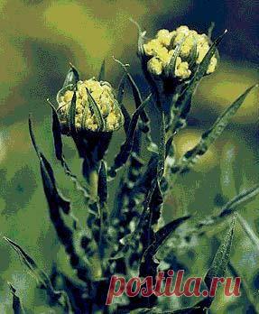 Бессмертник песчаный (цмин) | Новости медицины , народные методы лечения, описание болезней, трав, здоровье семьи и детей.