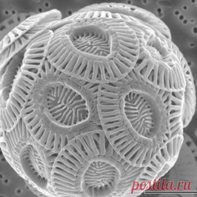 Загадочный, а иногда и пугающий микромир: знакомые всем вещи в очень-очень-очень сильном приближении / Научный хит