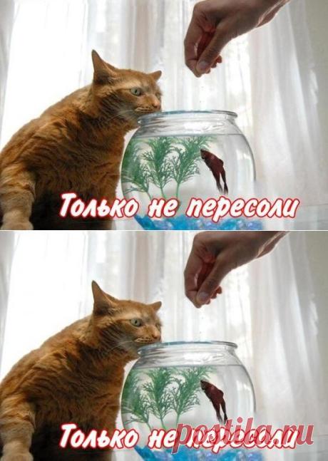 (61) Одноклассники