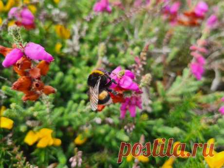 A little bumblebee on a flower, looks so soft ! : MostBeautiful