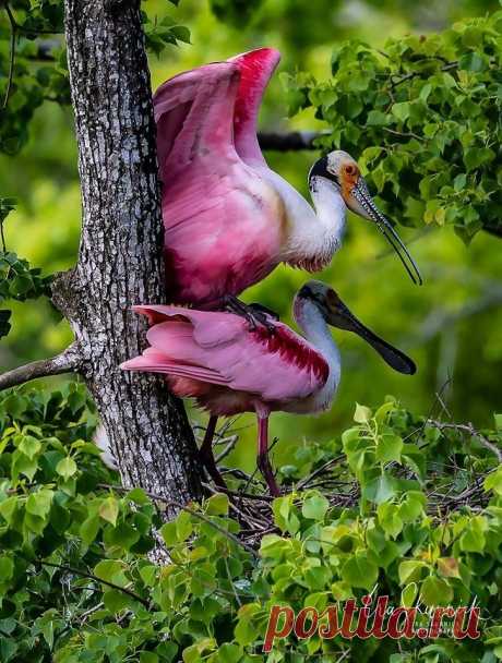 flying of birds