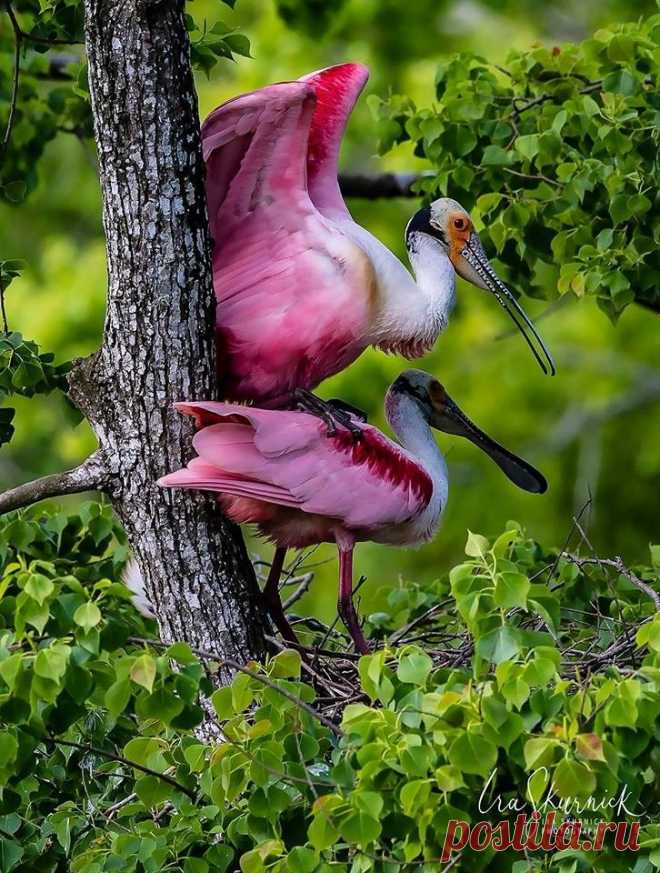 flying of birds