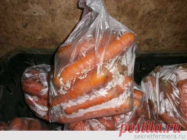 ПРОВЕРЕННЫЙ СПОСОБ ХРАНЕНИЯ МОРКОВИ