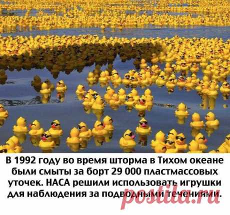 Пластмассовая уточка - в помощь науке